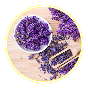 Lavender – Provides calming aroma therapy