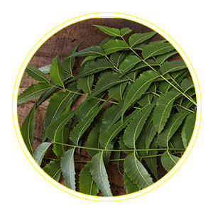 Neem – Kills acne causing bacteria