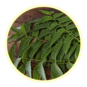 Neem  - Protects against skin damage